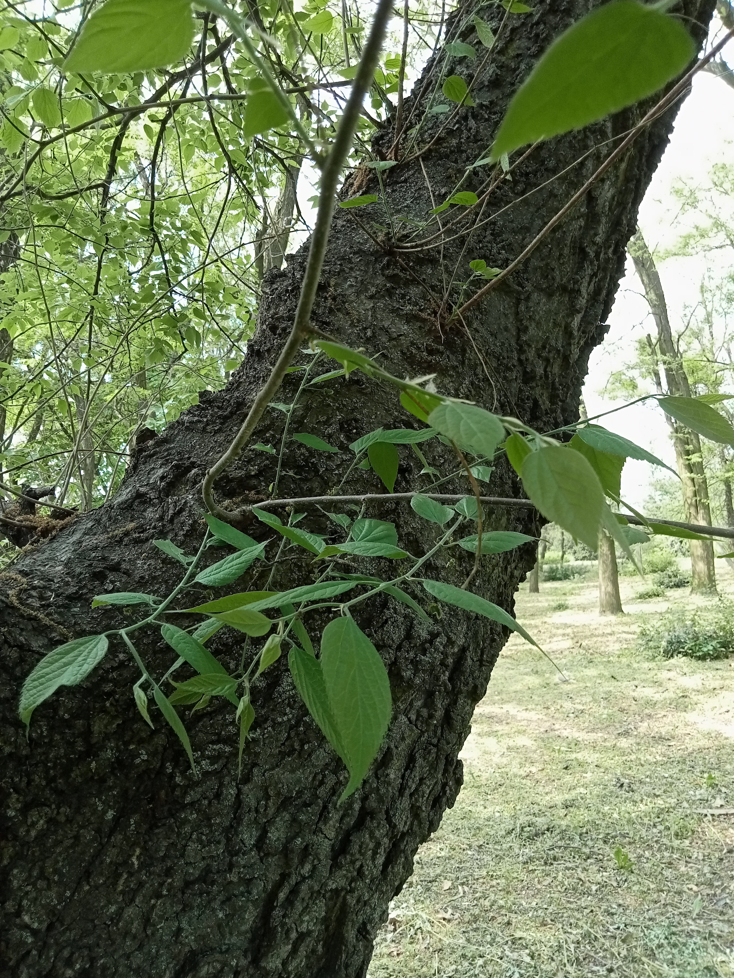 Каркас західний