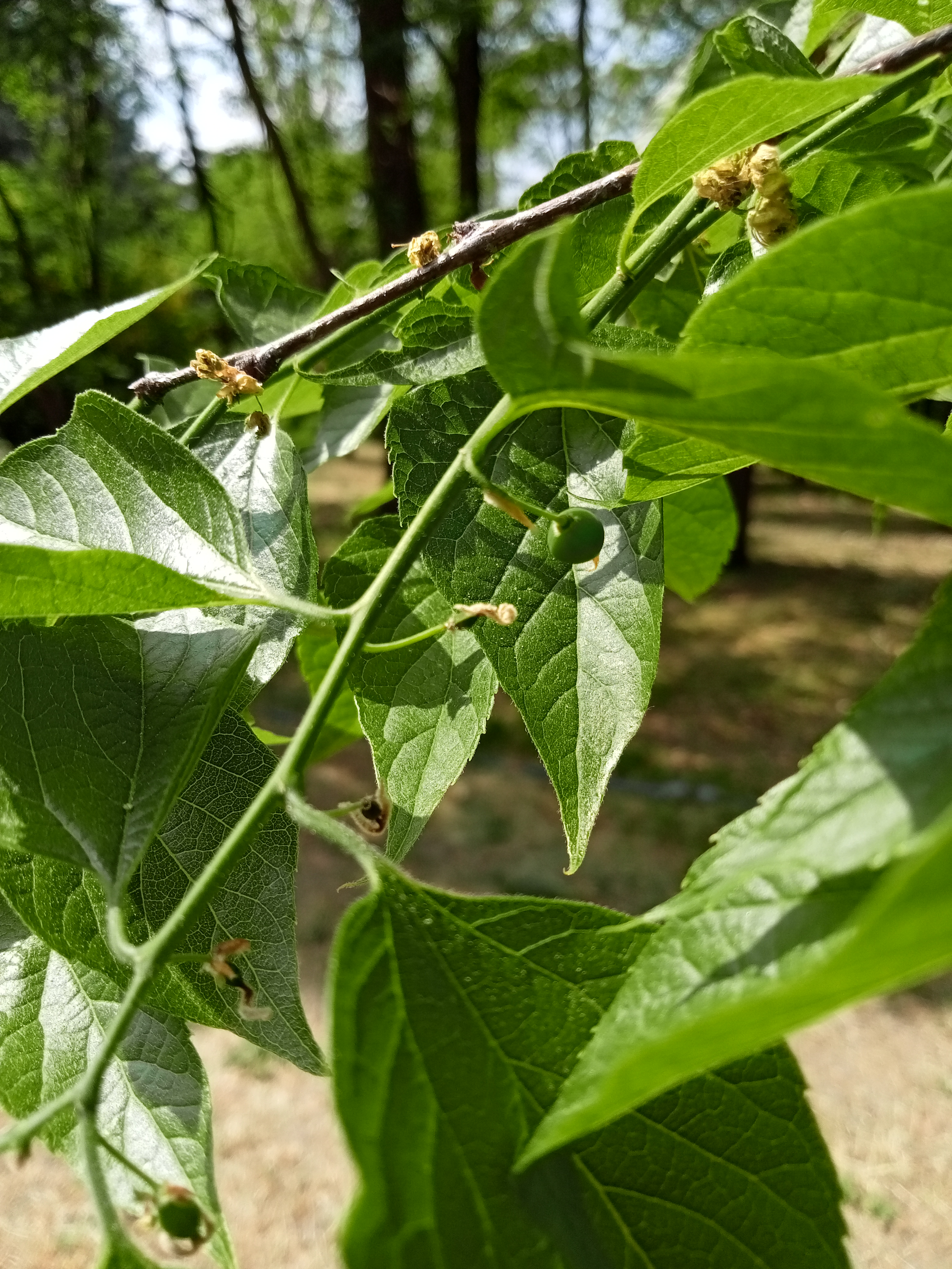 Каркас західний