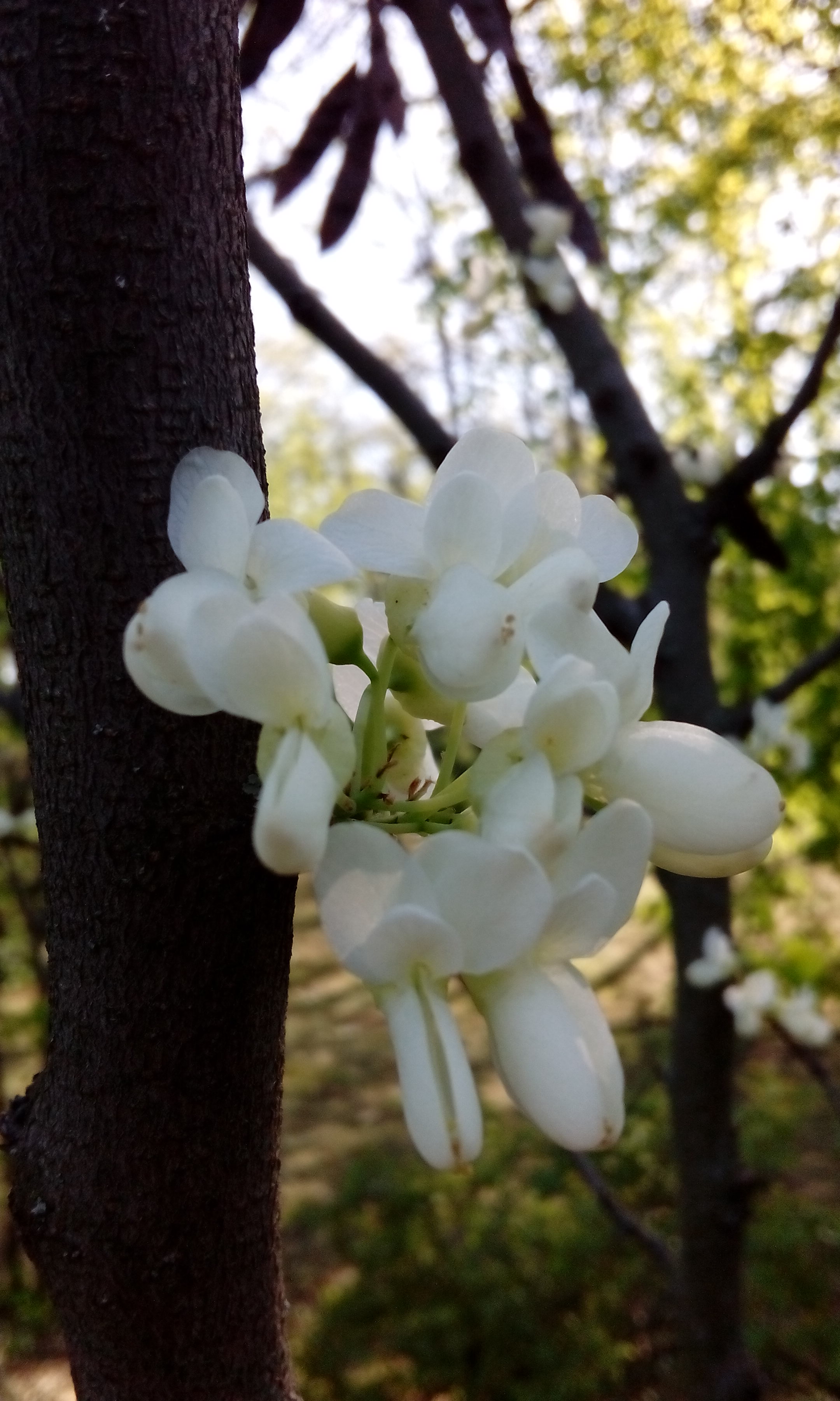 Церцис Гріффіта, або багряник Гріффіта