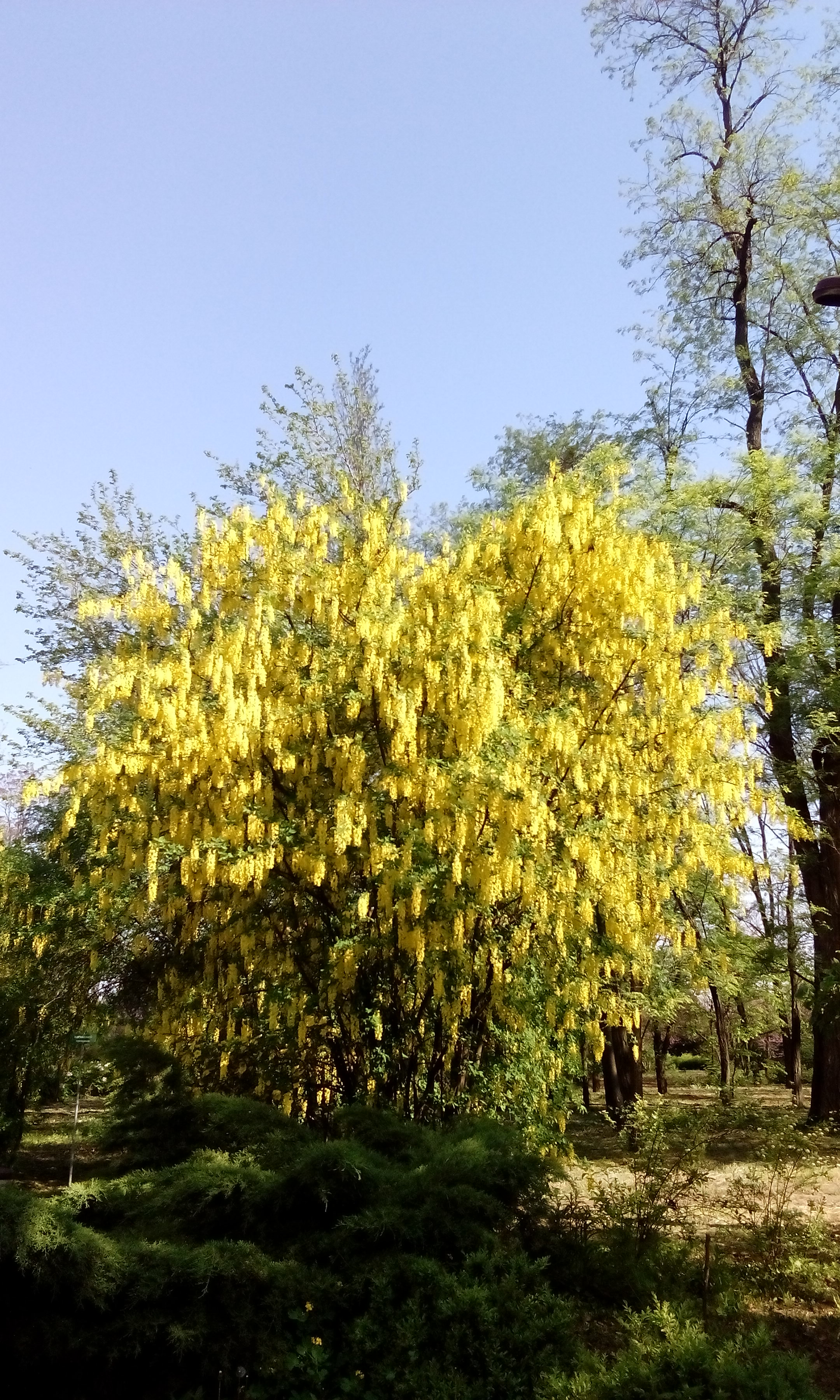 Бобовник альпійський, або Золотий дощ