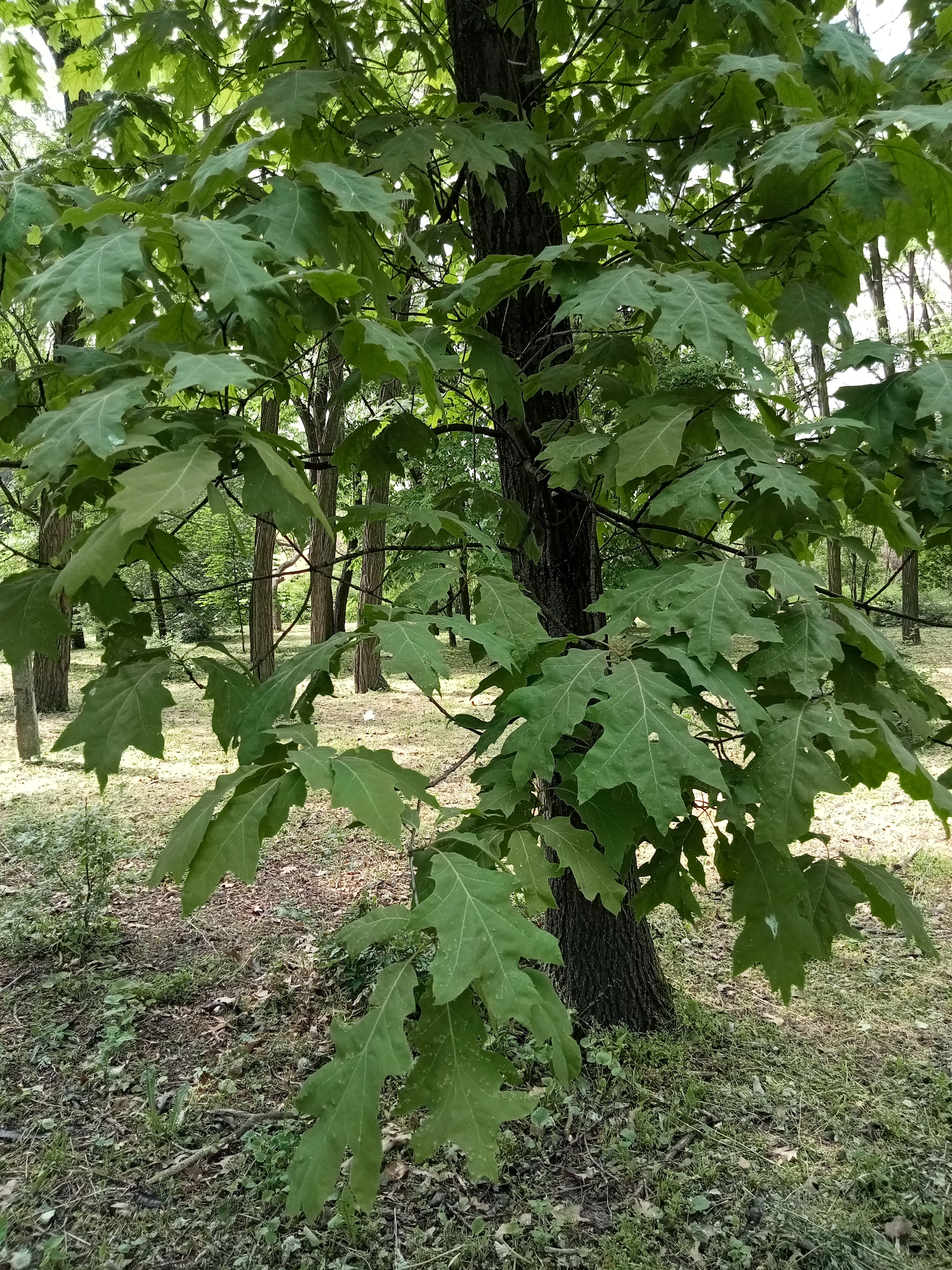 Дуб шарлаховий, або червоний