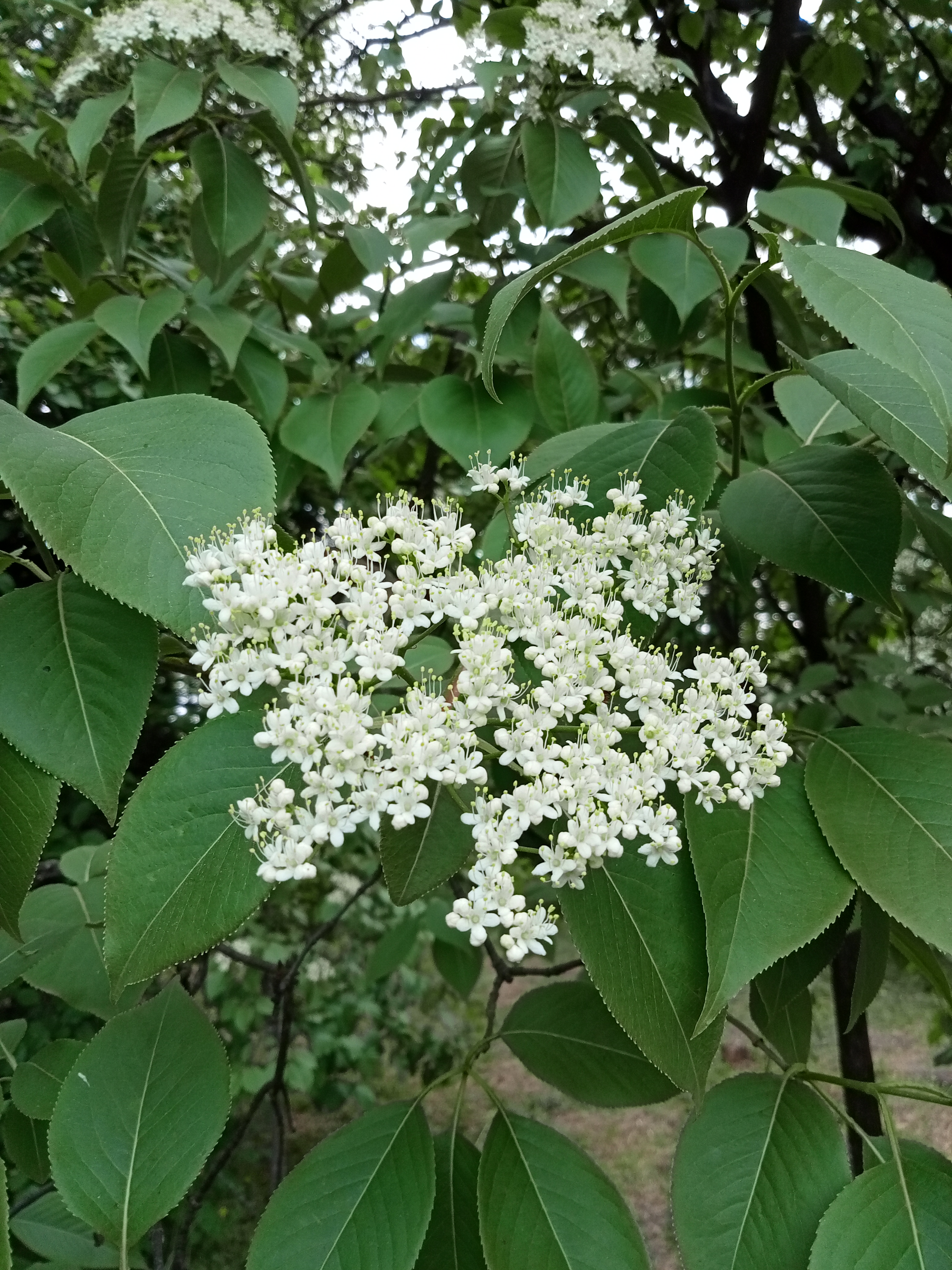 Калина сливолиста