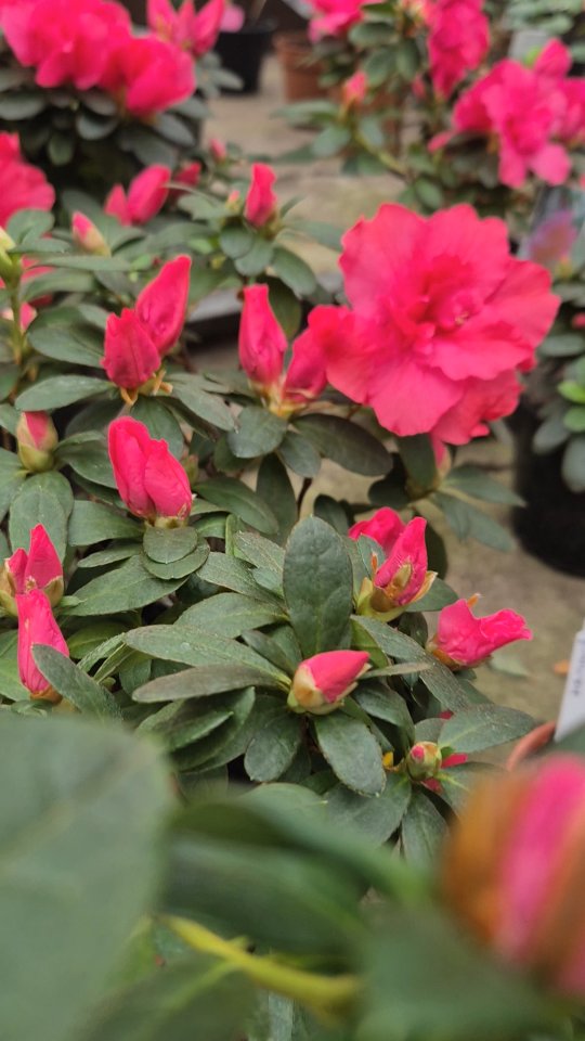 Коли на дворі екватор зимовий. Коли в місті стаєбшумно від генераторів. Коли бракує світла, тепла і затишку... 
В теплиці саду, попри все, вирує різноманіття, кольору, аромату і кожною своєю клітинкою демонструє Життя. 
Запрошуємо вас побути в цій оазі спокою та зігрітись коло камінів саду. 
Приходьте. 
В неспішній прогулянці можна обрати собі нового 💚 мешканця підвіконня.