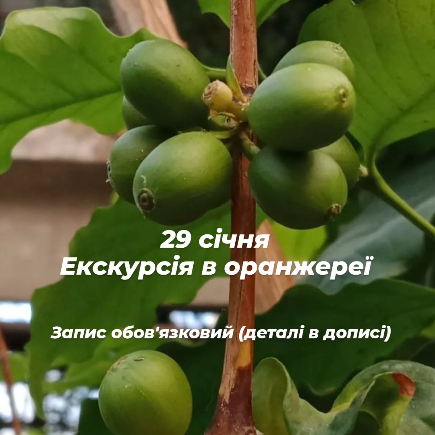 29 січня в експозиційній оранжереї відбудеться тематична екскурсія "Лікарські рослини тропіків" з відвідуванням другого поверху. 
З 13:00 до 14:00
Група до 12 людей, обов'язково попередній запис за телефоном 0958723453 Ірина Леонідівна. Вартість 180 грн з однієї людини.