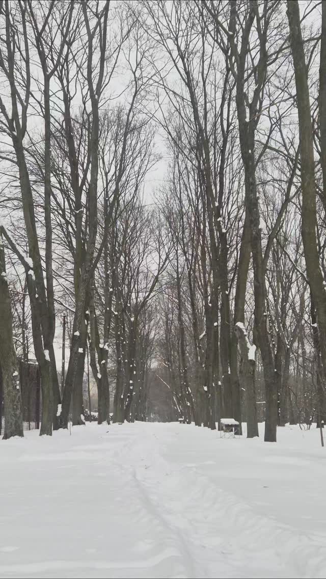 Січень 2026. 
Морозний. Сніжний. Холодний. 
Потребує нашої залученості 24/7. 
Колектив працює без вихідних і з нічними чергуваннями. Не вперше. Проте цьогоріч - це особливо виснажливо. 
Сад в снігу особливий. Пташки і білки нагодовані.