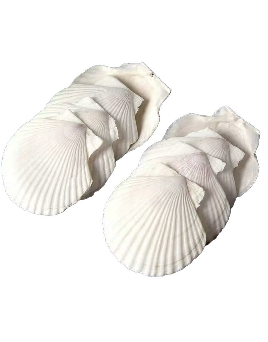 SHEIN BIAŁA MUSZLA 10-PACK S07__10CM