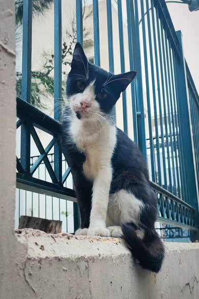 a stray tuxedo cat staring curiously towards the camera