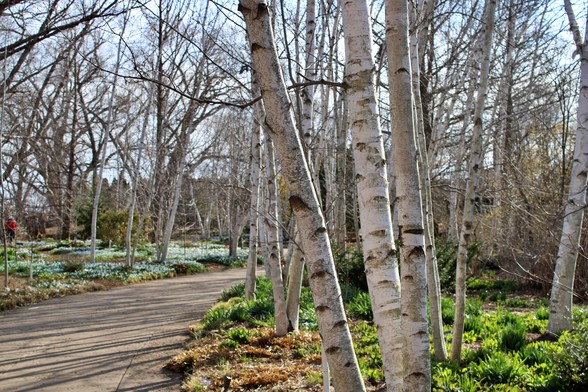 Shadows of leafless trees on curving path with spring blooms in abundance  covering most of the ground.