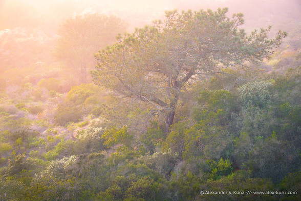 An intimate landscape photograph showing a coastal landscape covered with low-growing shrubs, some of them flowering. Between the shrubs, widely spaced, grow taller pine trees with round crowns. The entire scene is bathed in soft light from low sun filtered through coastal fog.