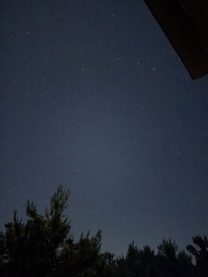 Stars in the night sky, framed by scrub pines.