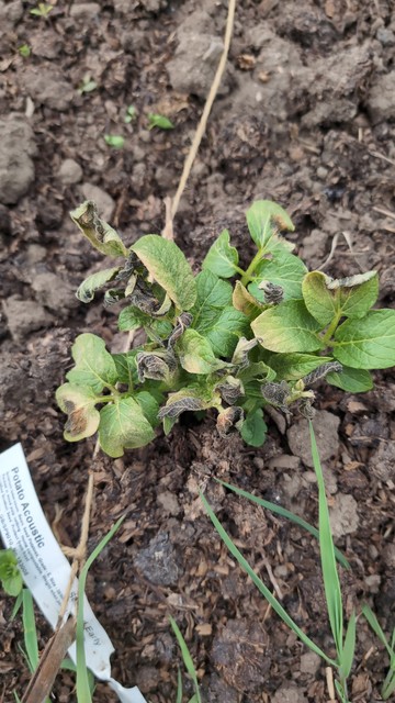 Poorly early potatoes