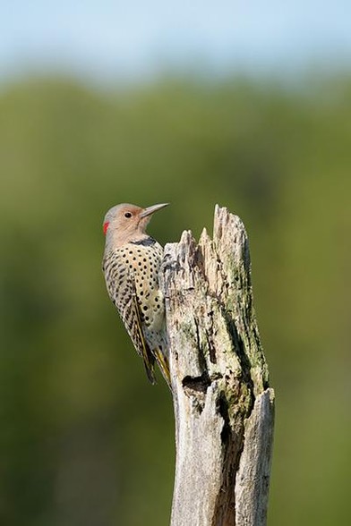 The head of the bird is just above and left of the middle of the photo.
It is hanging on a dead tree.
The background is green trees with a little blue sky above.