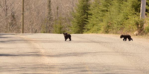 There is one cub just left of the middle and one cub just left of the right of the photo.
They are crossing the road with trees in the background.