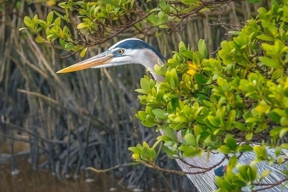A great blue heron peers out from behind a cluster of green leaves, its sharp beak and intense gaze suggesting it is on the lookout for its next meal. The intricate pattern of its feathers can be partially seen, while the surrounding mangroves provide a natural camouflage.  Photography by Debra Martz