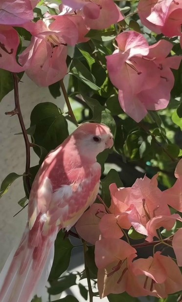 Pink parrot among pink flowers