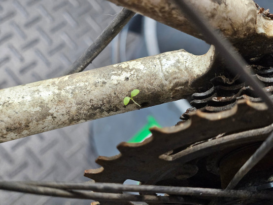 a same plant growing out of the hole of the bike frame