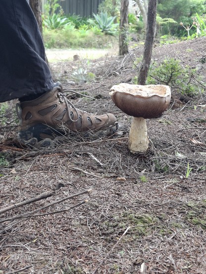 The same mushroom as the previous image but with a persons hiking boot/trouser in frame. The mushroom is taller than the top of the hiking boot.