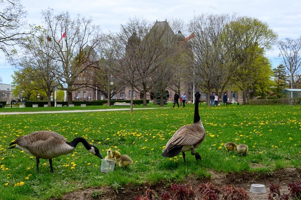 Canada Goose Family stroll in front of the legislature of Ontario, Queen's Park