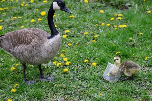 Canada Goose keeps a close watch on me as I zoom in from 10 feet away at the antics