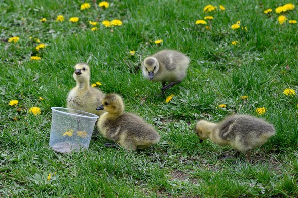 4 Canada Goose goslings drink what i hope was water they found in a container on the grass