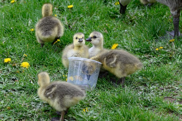 2 goslings pose for the camera while 3 others scamper about