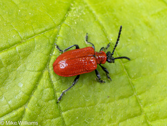 A red beetle with a black head on a leaf