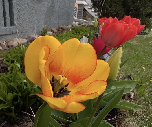 A close-up image of a vibrant yellow tulip with red streaks blooming in a garden bed, with several red tulips and green foliage in the background. A gray building wall and lawn are also partially visible.