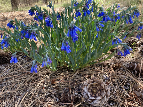 Bright blue wildflowers thrive on a bed of pine needles, a large pine cone in the foreground. There’s a hint of green grass and trees in the background.