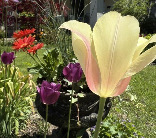 A close-up photo of a pale yellow tulip with hints of pink, prominently centered and backlit by sunlight in a vibrant garden. Surrounding the tulip are deep purple tulips, bright red gerbera daisies, and various green foliage, all set against a background of grass, shrubs, and a partially visible house.
