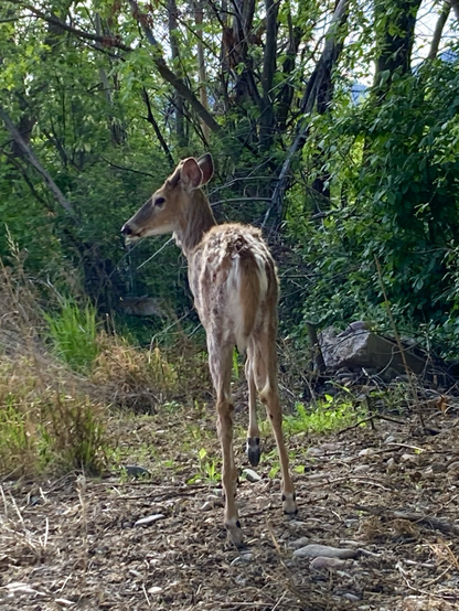 A young white-tailed deer with its back to the camera turns its head to glance back. It’s in the process of shedding its winter coat. There are trees and brush all around it, mountains and gray sky visible through the branches.