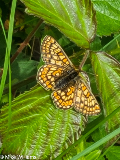 A butterfly with orange and yellow markings on the wings, resting on a leaf.