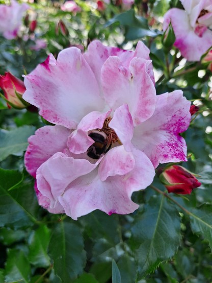 Photo of a pink and white wild rose with a bumblebee snuggled in the center