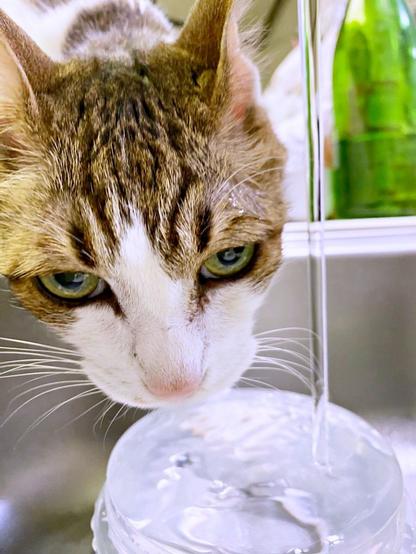 キッチンのシンクで水を飲むナナちゃん。思わぬ展開に飼い主さんもびっくり(画像提供:@Mke_nekodakuさん) キッチンのシンクで水を飲むナナちゃん。思わぬ展開に飼い主さんもびっくり(画像提供:@Mke_nekodakuさん)