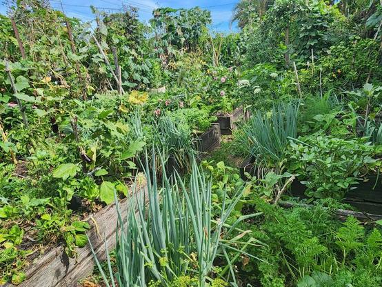 a lush vegetable garden with raised beds and a huge variety of plants densely placed. Spring onions in the foreground. Dahlias in the background.