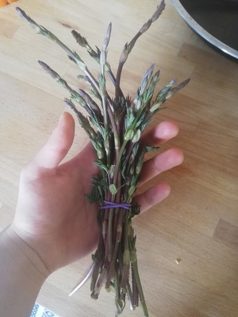 Around 20 hop shoots in my hand 