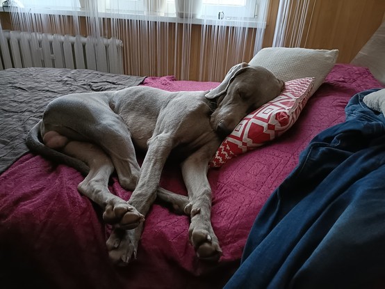 Leżący na łóżku, z łbem na poduszce pies rasy wyżeł weimarski.