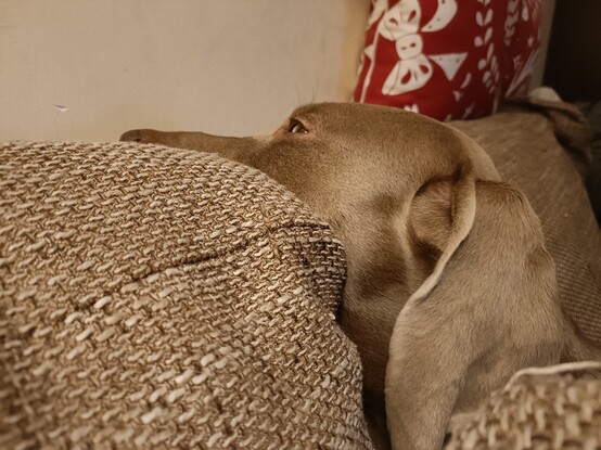 Pies rasy wyżeł weimarski z łbem między poduszkami.