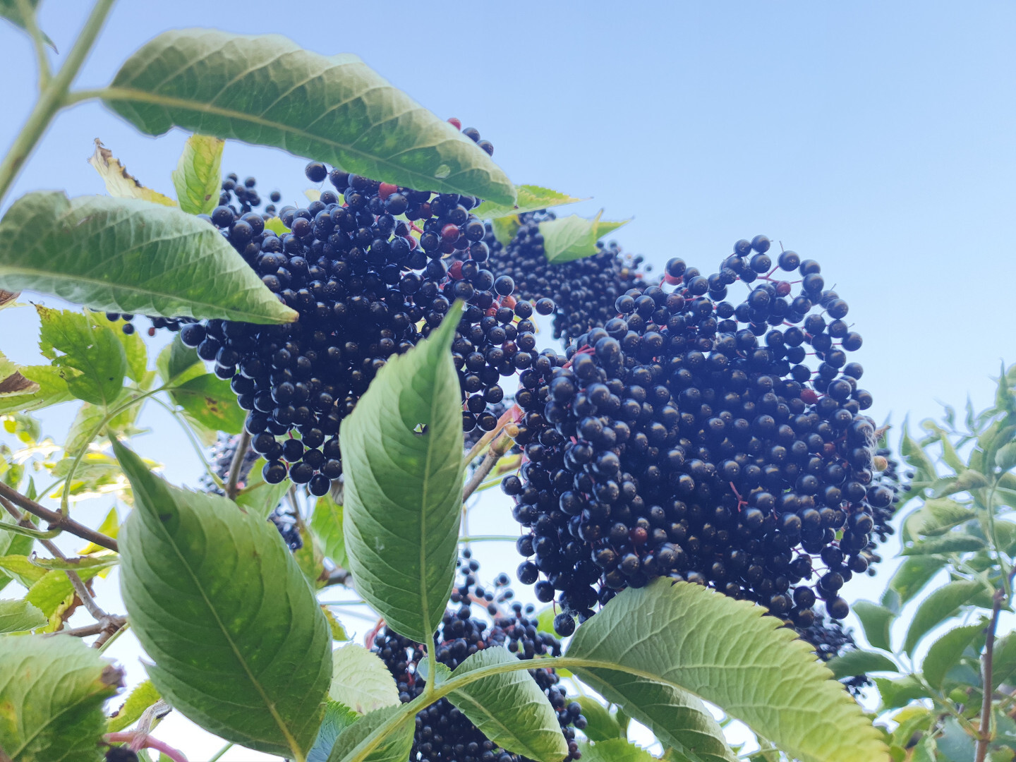 Owoce czarnego bzu na krzaku, na pierwszym planie widać liście a w tle błękitne niebo