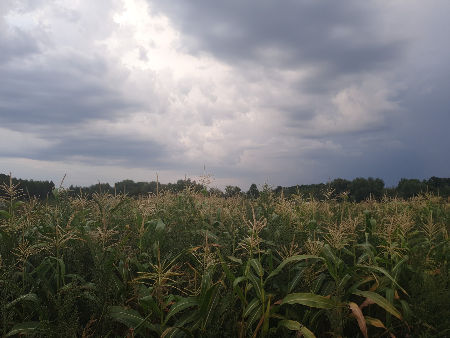 Dojrzała kukurydza na polu, a nad nią pochmurne niebo
