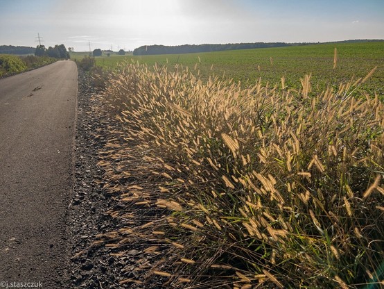 Nasłoneczniona wiejska scena z utwardzoną drogą obok pola. Wysoka trawa z główkami nasion wyrównuje drogę, z zielonymi polami i drzewami w tle pod bezchmurnym niebem.