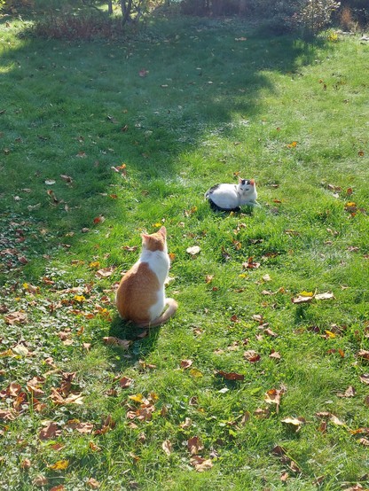 White-black coated cat is lying on a grass while orange-white coated cat is standing and watching. Both are enjoying sun