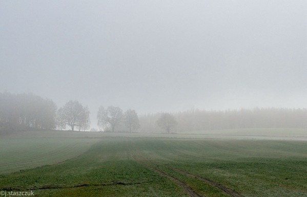 Misty krajobraz z polem z widoczną zieloną trawą i subtelnymi śladami opon. W tle znajdują się sylwetki drzew częściowo zasłonięte mgłą. Ogólna atmosfera jest spokojna i spokojna.