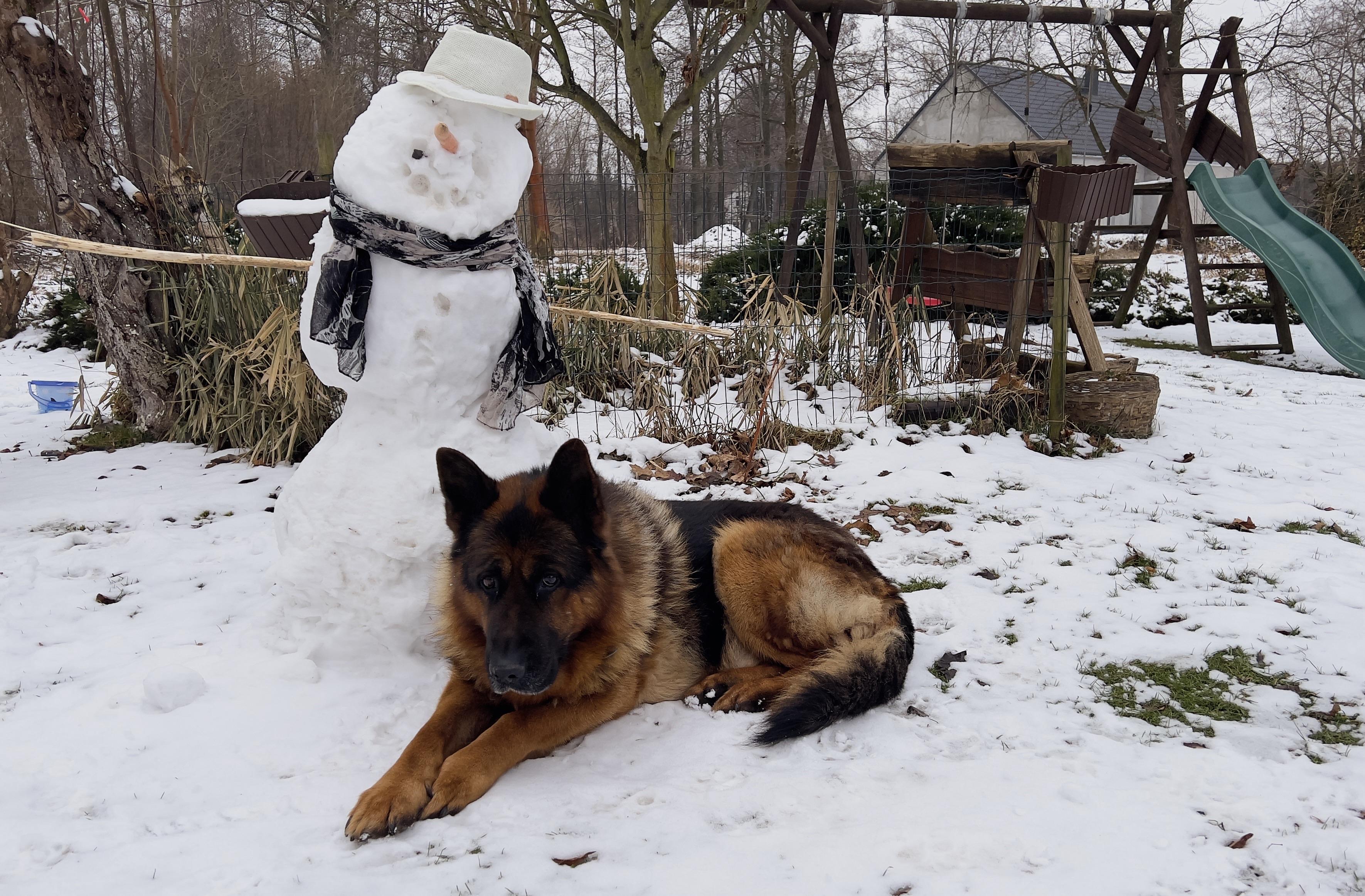 Owczarek niemiecki leży na śniegu obok bałwana w białym kapeluszu i szaliku. W tle widoczna jest konstrukcja placu zabaw i nagie drzewa.