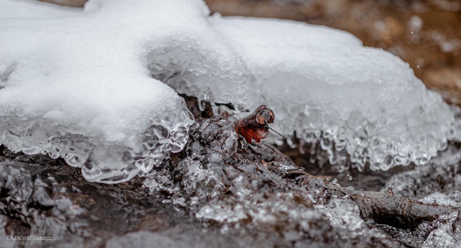 Liść zamarznięty w lidzie i opływającą go rzeka. 