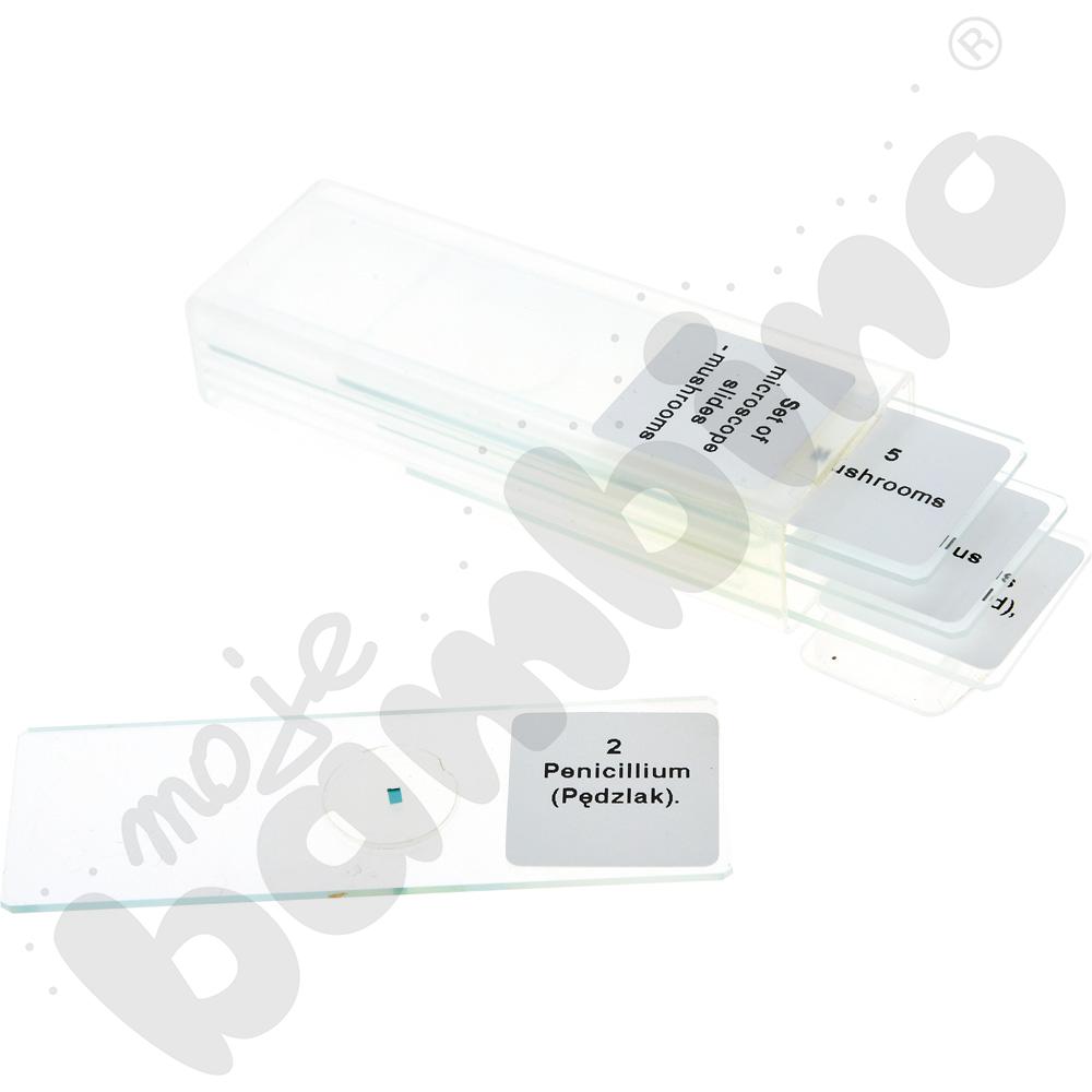 Zestaw preparatów mikroskopowych - grzyby