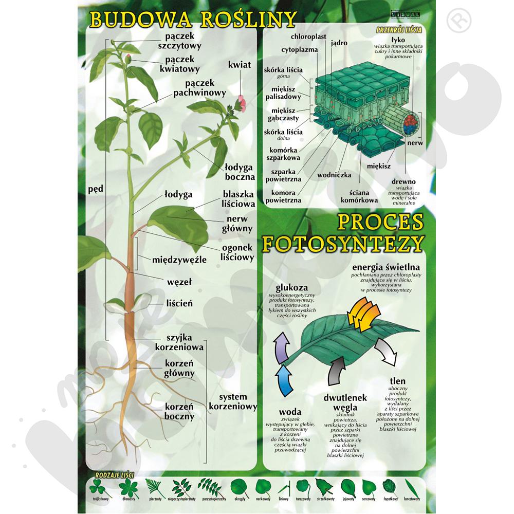Plansza dydaktyczna - budowa rośliny, proces fotosyntezy