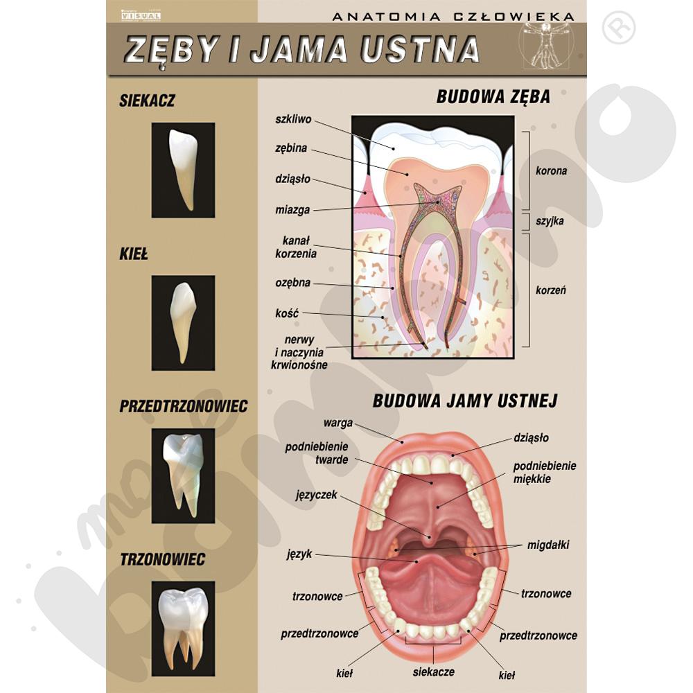 Plansza dydaktyczna - zęby i jama ustna
