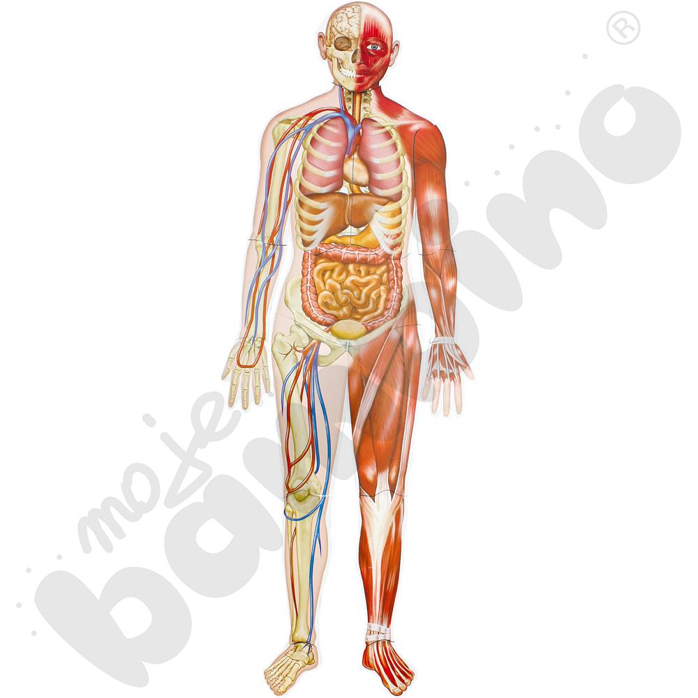 Magnetyczne plansze - Ciało człowieka
