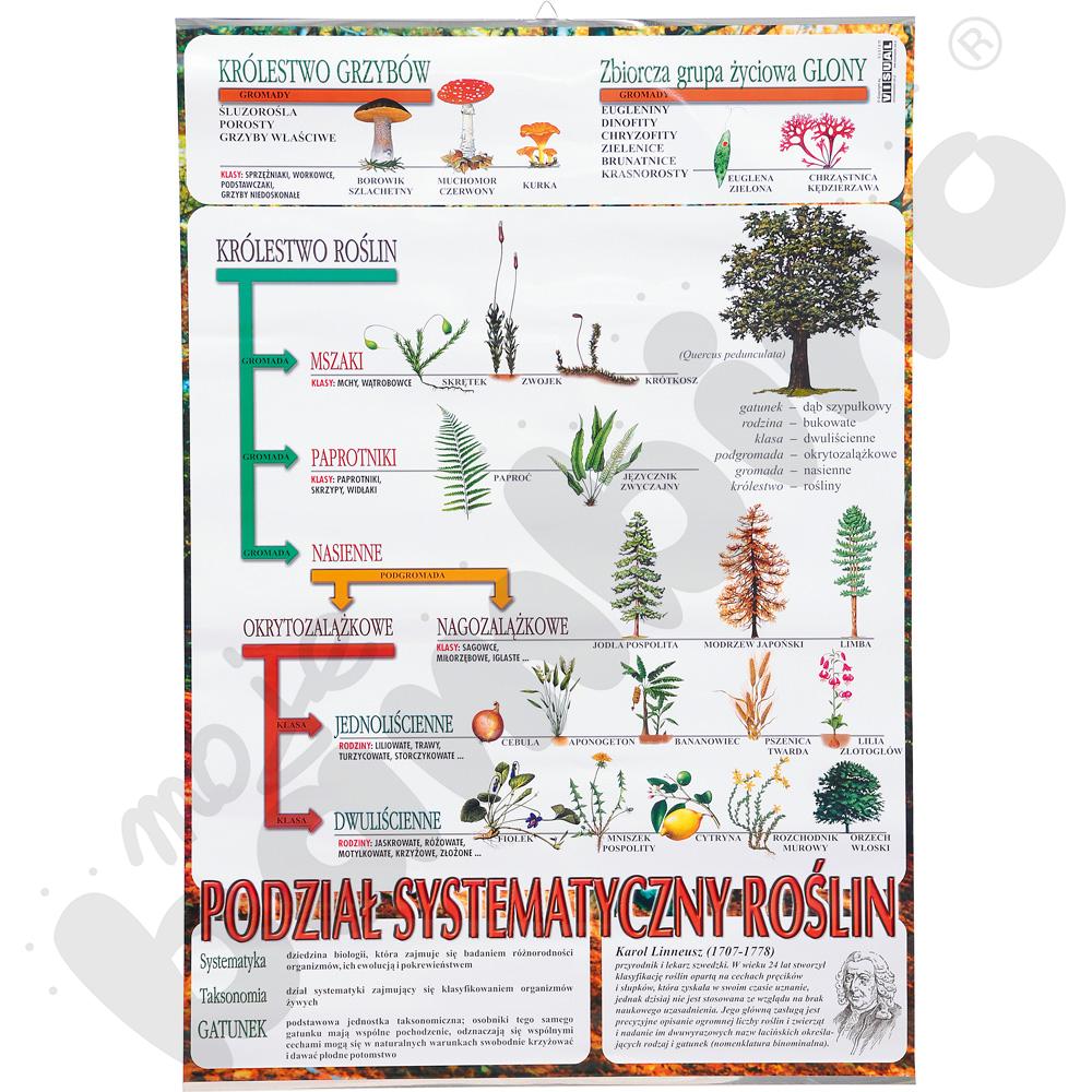 Plansza dydaktyczna - system roślin