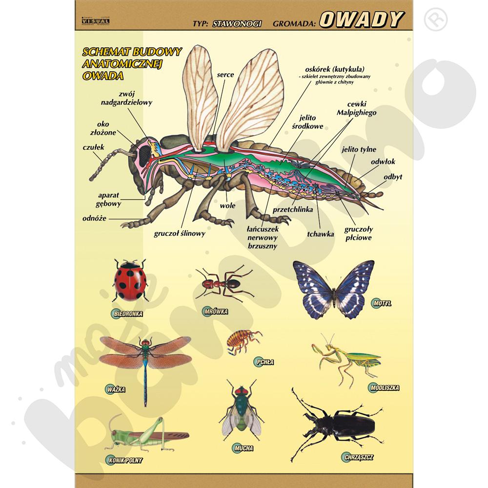 Plansza dydaktyczna - Owady - budowa anatomiczna